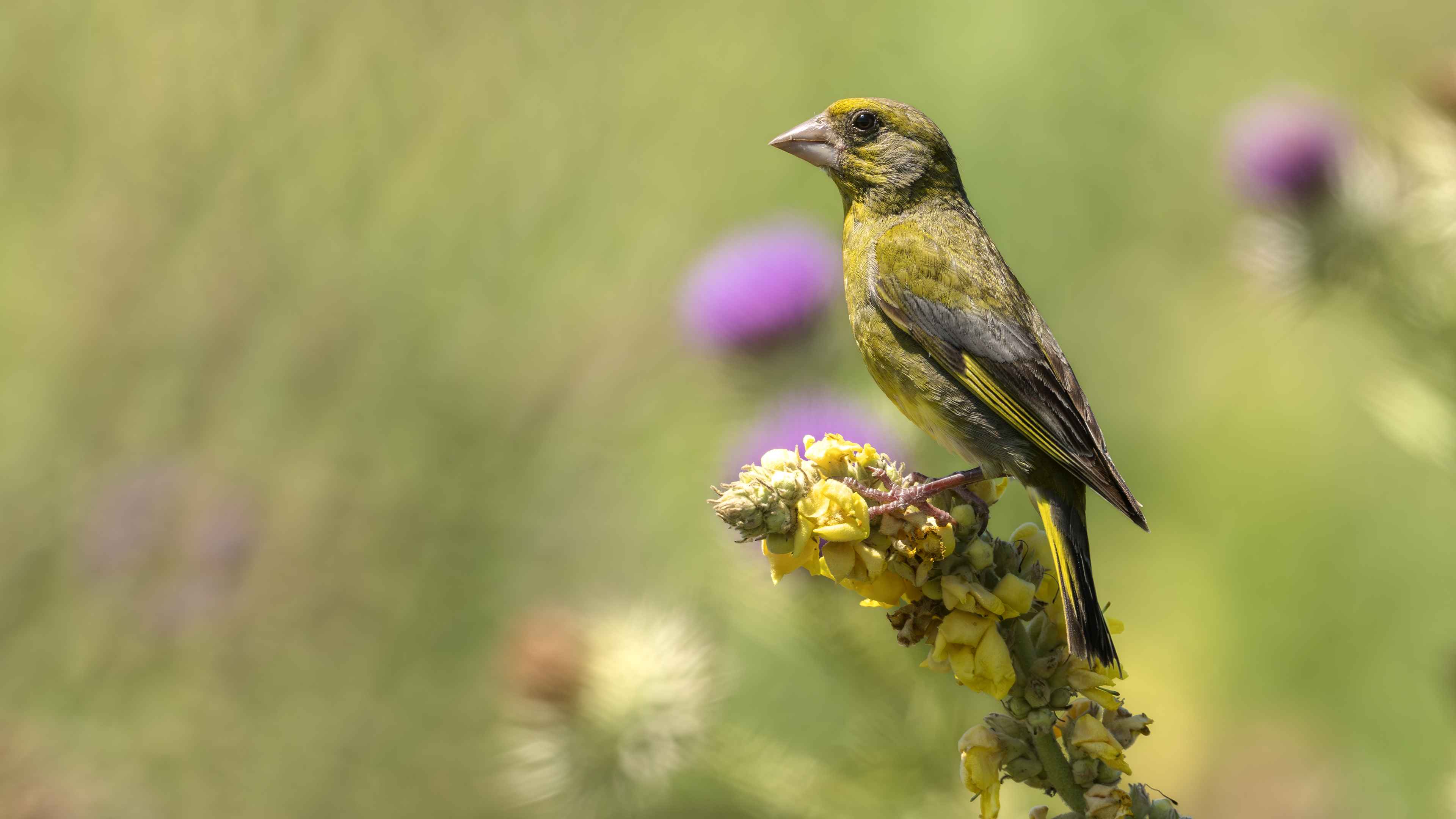 European Greenfinch